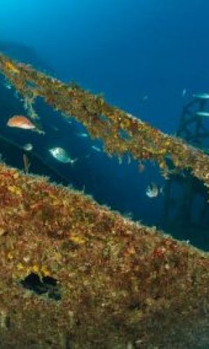 img_0237.tifa_web-400x284-1